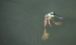 a frog in some water
