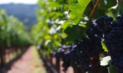 HSBC's COO would like you to buy some wine from his vineyard