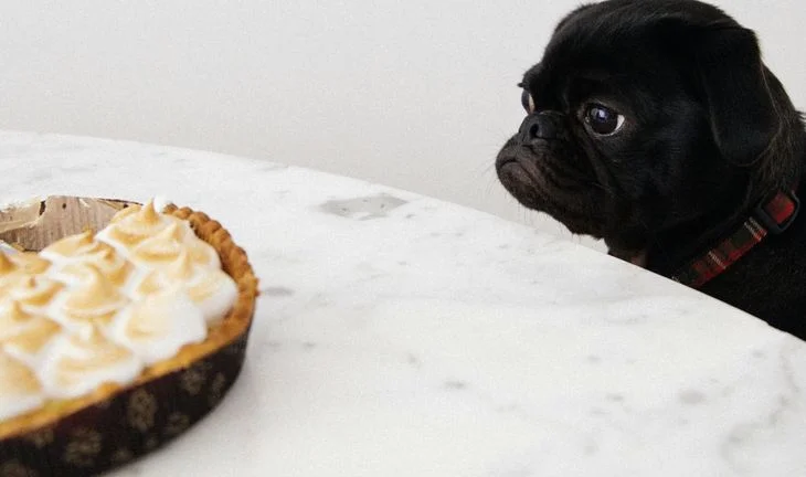 a dog looking at a dessert