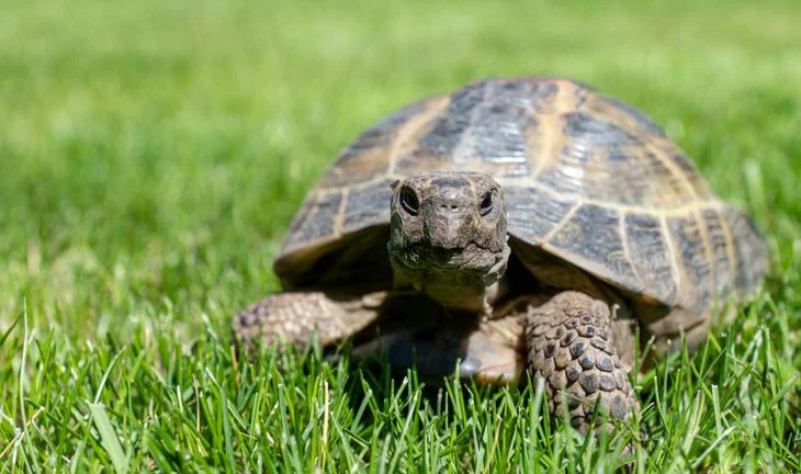 tortoise