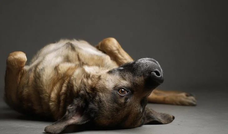 a dog on its back 