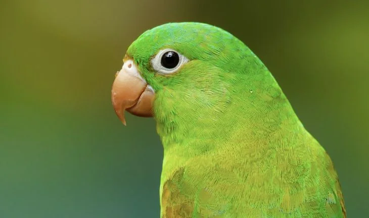 parrot